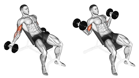 incline inner bicep curl