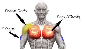 what muscle group does bench press work