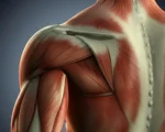 rear deltoid