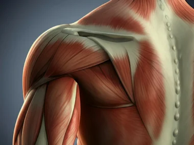 rear deltoid